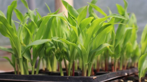 CORN SEEDLINGS GREENTECH.jpg